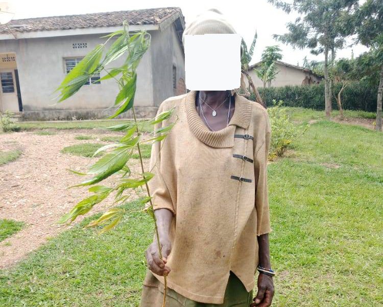 Nyanza: Umukecuru w’imyaka 70 yatawe muri yombi akekwaho guhinga urumogi