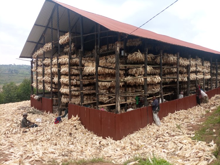Kamonyi : Guhuza ubutaka byongereye umusaruro w'ibigori wiyongera.