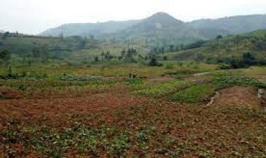 Nyanza:Abahinzi bakorera mu gishanga cya Mwogo gikunze kwibasirwa n’ibiza  barasaba ko cyatunganywa.