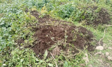 Musanze: Residents of Volcanoes National Park worry about buffaloes destroying their crops